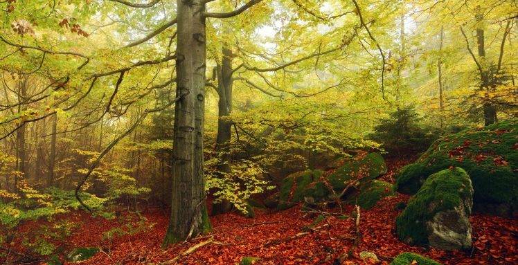 nature, Landscape, Fall, Forest, Mist, Moss, Beech, Leaves, Germany, Trees, Morning HD Wallpaper Desktop Background