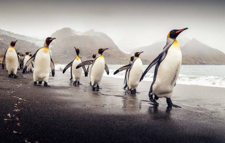 penguins, Animals HD Wallpaper Desktop Background
