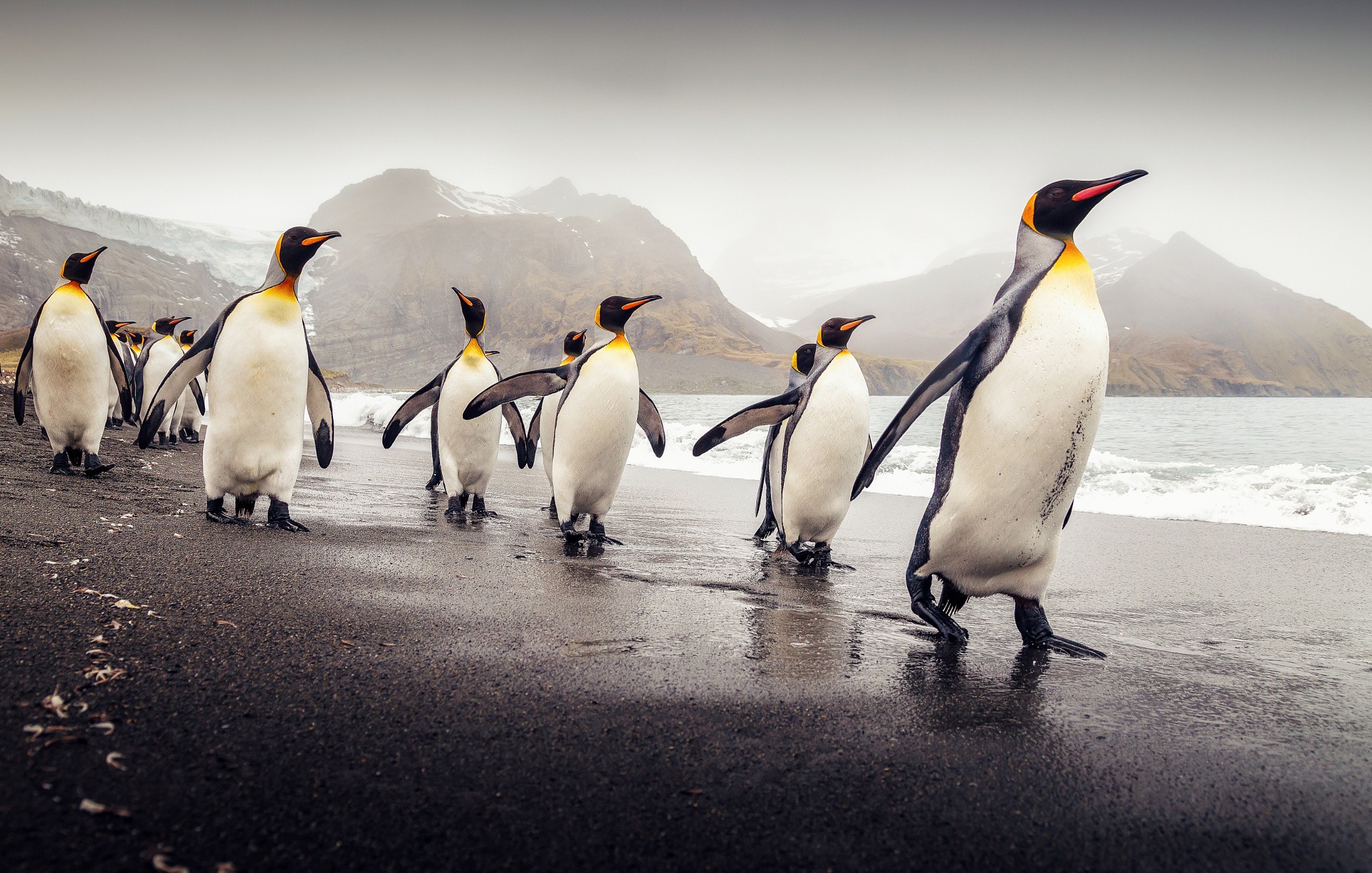 penguins, Animals Wallpaper
