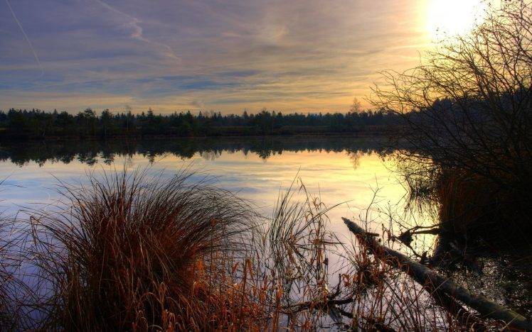 nature, Landscape, Reeds, Sunset, Reflection, Lake, Calm, Trees HD Wallpaper Desktop Background