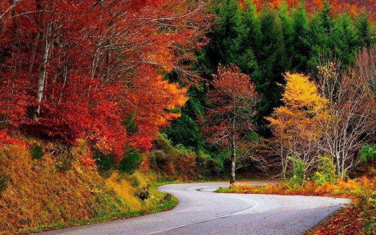 nature, Landscape, Fall, Road, Trees, Forest, Colorful HD Wallpaper Desktop Background