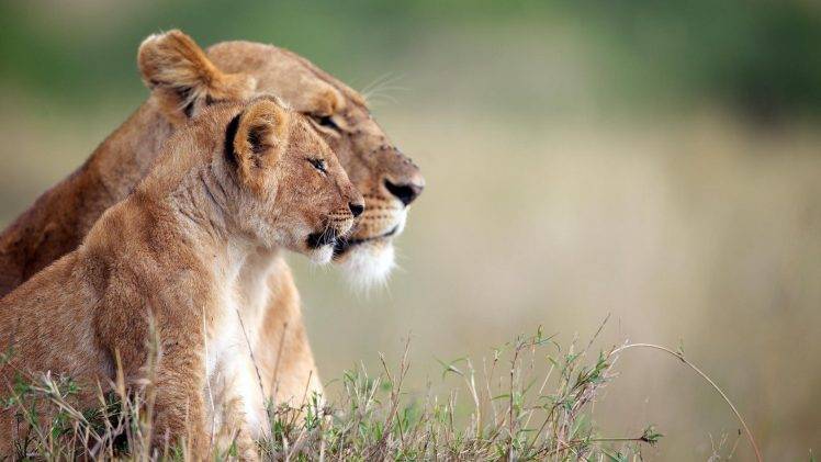nature, Animals, Lion, Baby Animals, Big Cats, Depth Of Field, Wildlife, Grass HD Wallpaper Desktop Background