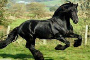 horse, Animals, Black, Running