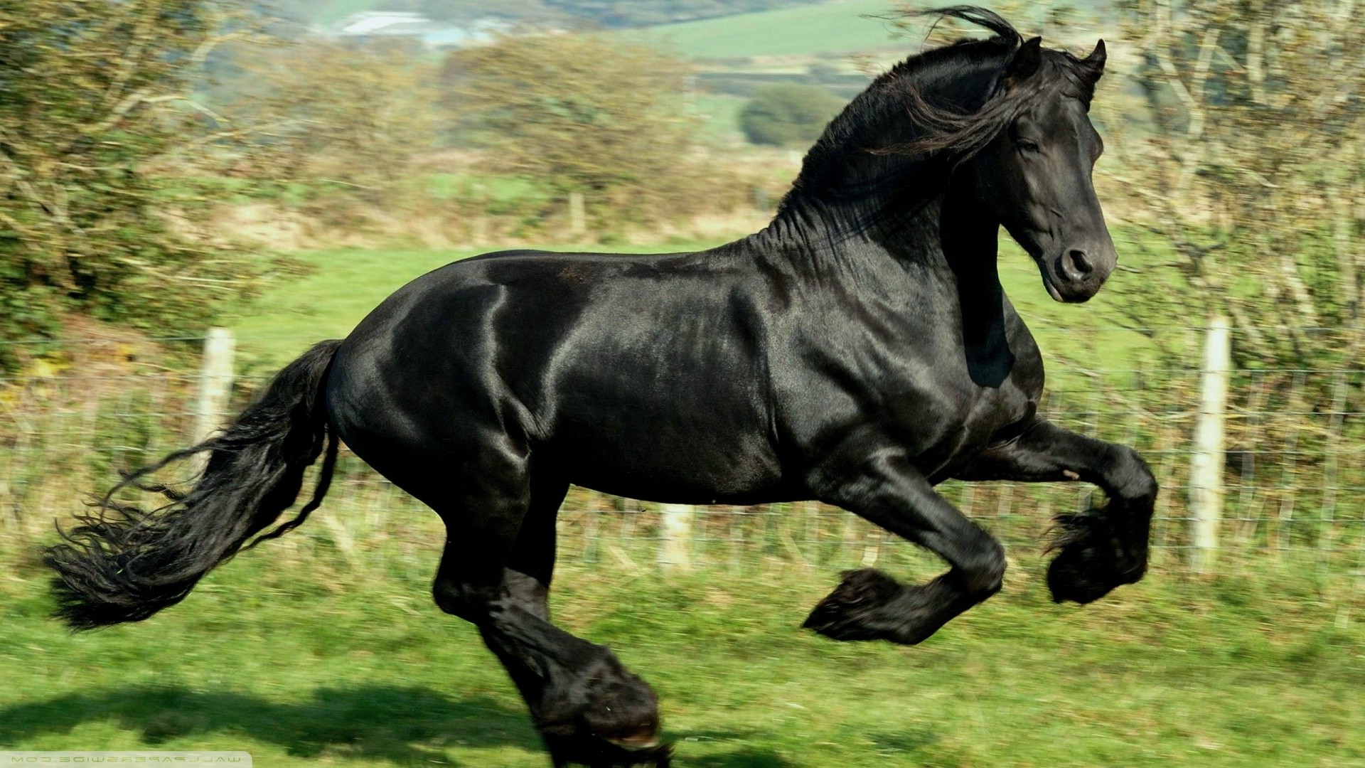 horse, Animals, Black, Running Wallpaper