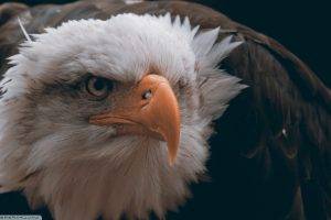eagle, Birds, Animals, Closeup, Bald Eagle, Feathers, Freedom