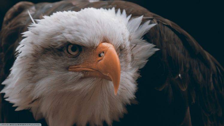 eagle, Birds, Animals, Closeup, Bald Eagle, Feathers, Freedom HD Wallpaper Desktop Background