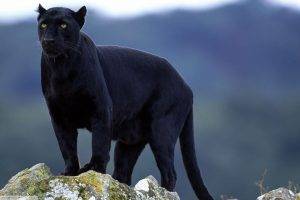 panthers, Big Cats, Animals, Black Panther, Nature