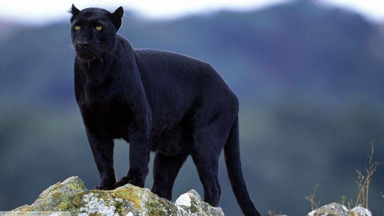 panthers, Big Cats, Animals, Black Panther, Nature HD Wallpaper Desktop Background