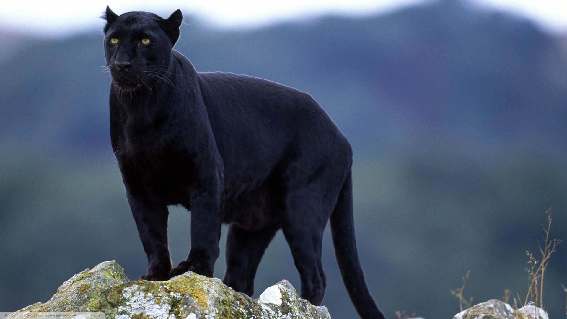 panthers, Big Cats, Animals, Black Panther, Nature ...