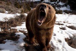 bears, Animals, Nature, Teeth, Open Mouth, Snow, Roar