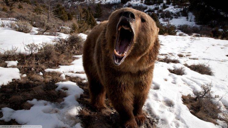 bears, Animals, Nature, Teeth, Open Mouth, Snow, Roar HD Wallpaper Desktop Background