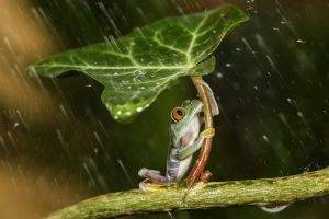 nature, Animals, Frog, Leaves, Plants, Rain, Water, Water Drops, Amphibian, Macro, HDR