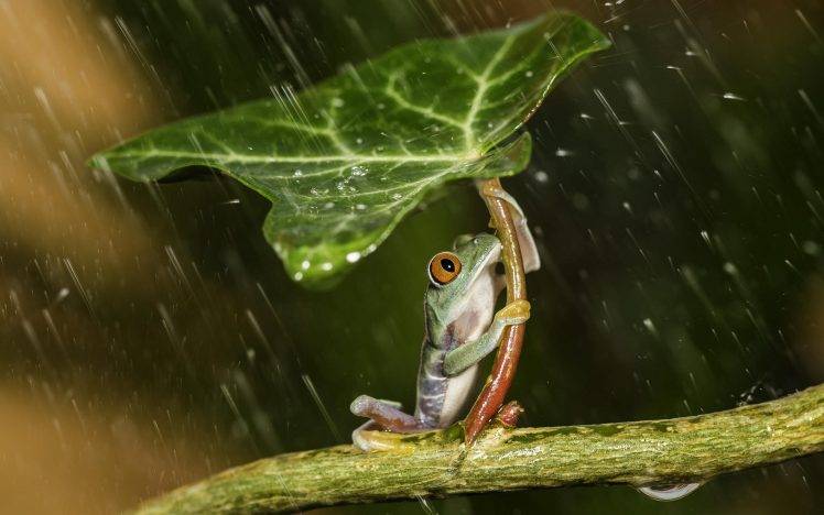 nature, Animals, Frog, Leaves, Plants, Rain, Water, Water Drops, Amphibian, Macro, HDR HD Wallpaper Desktop Background