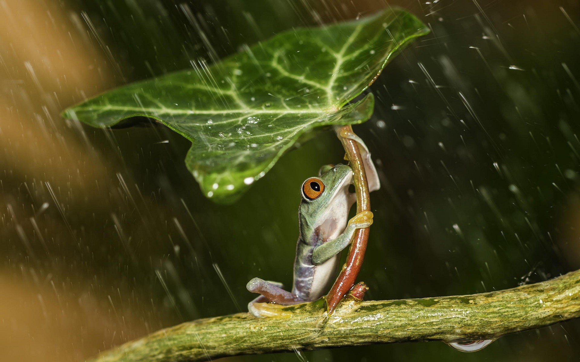 nature, Animals, Frog, Leaves, Plants, Rain, Water, Water Drops, Amphibian, Macro, HDR Wallpaper