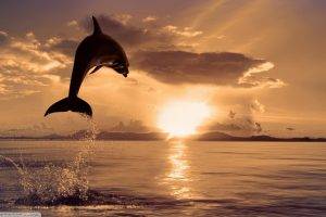 dolphin, Animals, Nature, Sea, Jumping, Splashes, Sunset