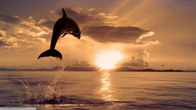 dolphin, Animals, Nature, Sea, Jumping, Splashes, Sunset HD Wallpaper Desktop Background