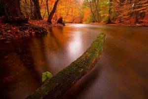 nature, Landscape, Fall, River, Forest, Leaves, Moss, Trees
