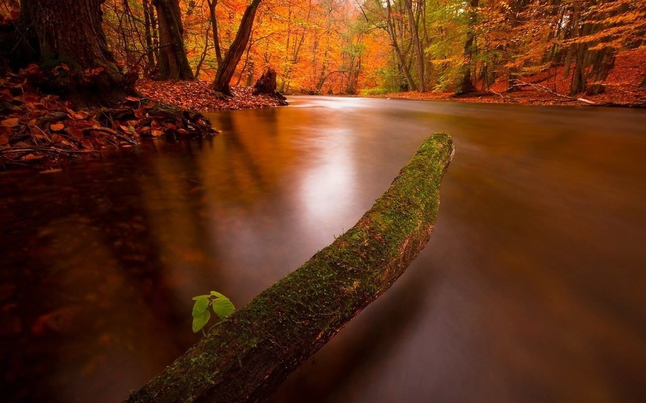 nature, Landscape, Fall, River, Forest, Leaves, Moss, Trees Wallpaper