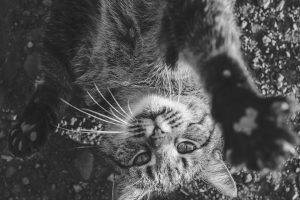 cat, Animals, Dark, Black, Gray, White