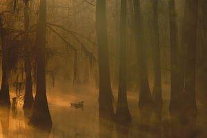 nature, Trees, Forest, Leaves, Water, Lake, Mist, Morning, Birds, Duck, Reflection, Moss, Silhouette