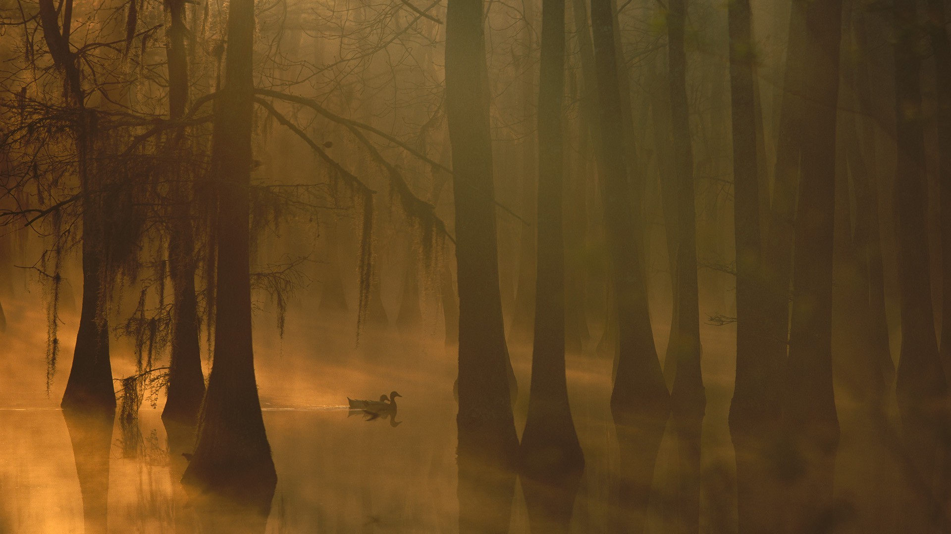 nature, Trees, Forest, Leaves, Water, Lake, Mist, Morning, Birds, Duck, Reflection, Moss, Silhouette Wallpaper