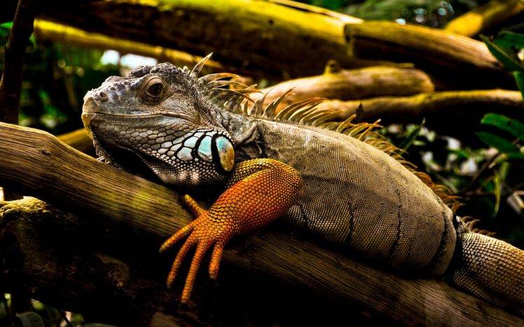 animals, Iguana, Nature HD Wallpaper Desktop Background