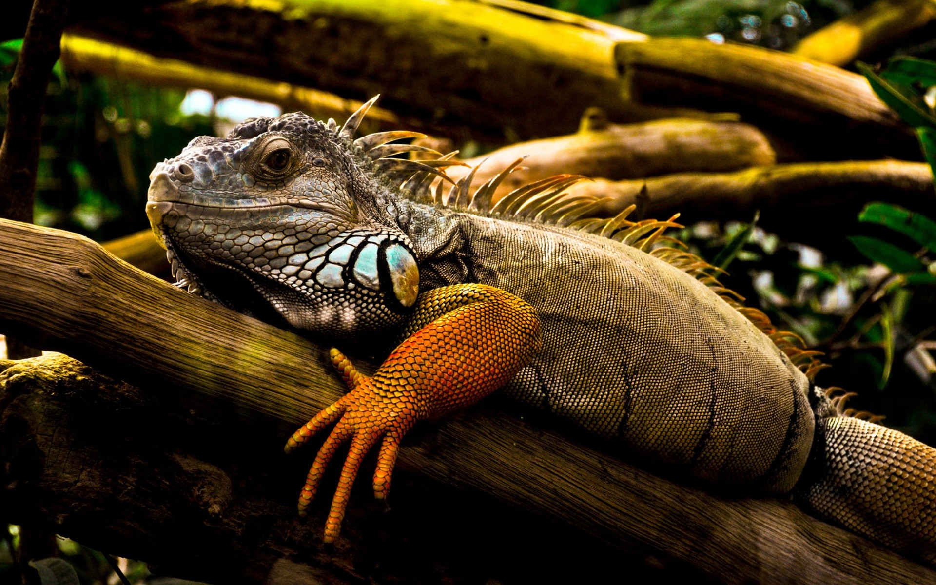 animals Iguana  Nature Wallpapers  HD  Desktop and Mobile 