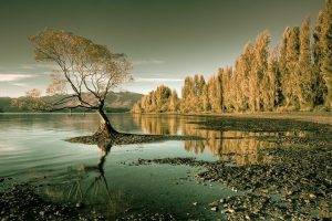 nature, Landscape, Lake, Forest, Trees, Water, New Zealand, Reflection, Mountain