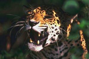 leopard, Animals, Sunlight