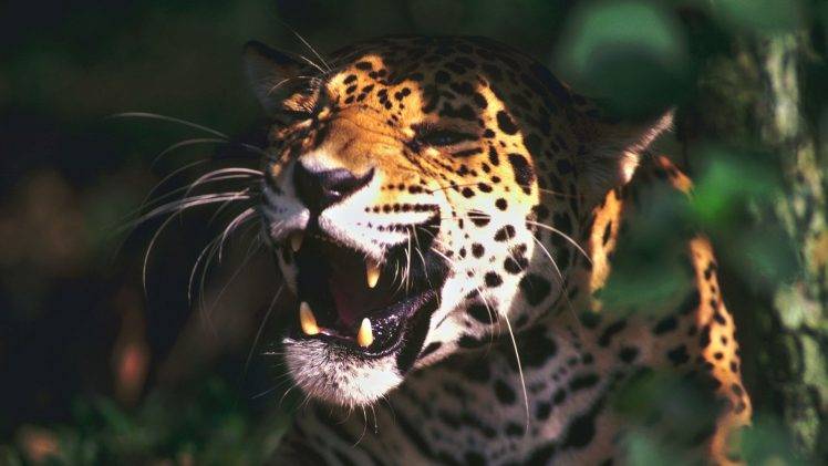 leopard, Animals, Sunlight HD Wallpaper Desktop Background