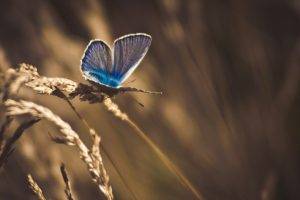 butterfly, Nature, Wheat, Macro, Insect, Animals