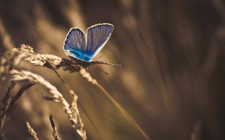 butterfly, Nature, Wheat, Macro, Insect, Animals HD Wallpaper Desktop Background