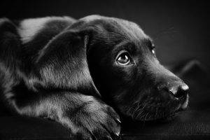 dog, Animals, Labrador Retriever, Black, Puppies, Closeup, Face, Black Background