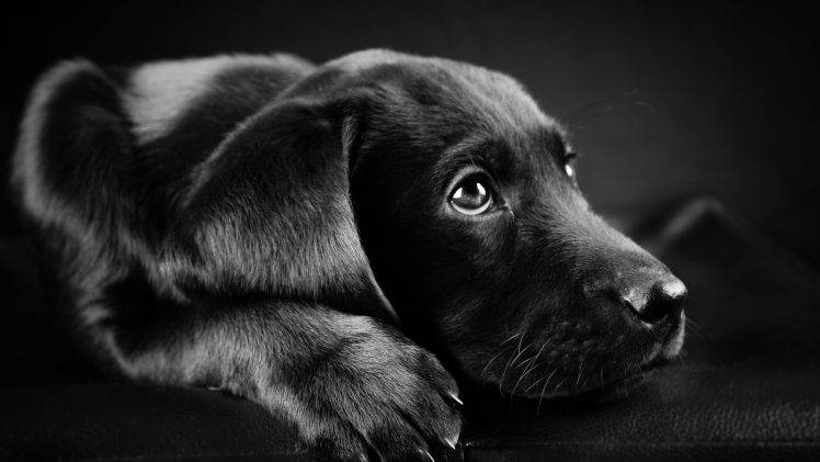 dog, Animals, Labrador Retriever, Black, Puppies, Closeup, Face, Black Background HD Wallpaper Desktop Background