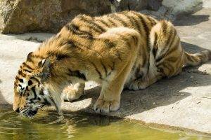 tiger, Animals, Nature, Feline, Big Cats, Water