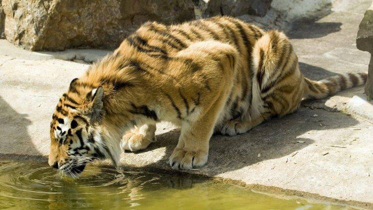 tiger, Animals, Nature, Feline, Big Cats, Water HD Wallpaper Desktop Background