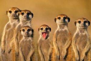 meerkats, Animals, Nature, Family, Face, Open Mouth