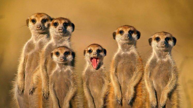 meerkats, Animals, Nature, Family, Face, Open Mouth HD Wallpaper Desktop Background