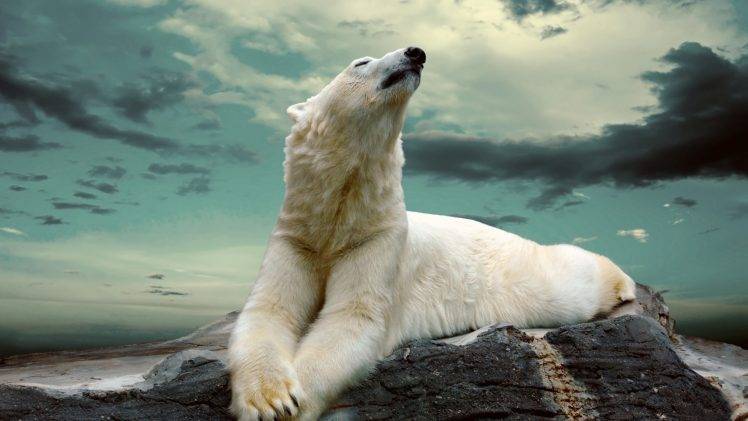 animals, Nature, Rock, Polar Bears, Closed Eyes, Sky HD Wallpaper Desktop Background