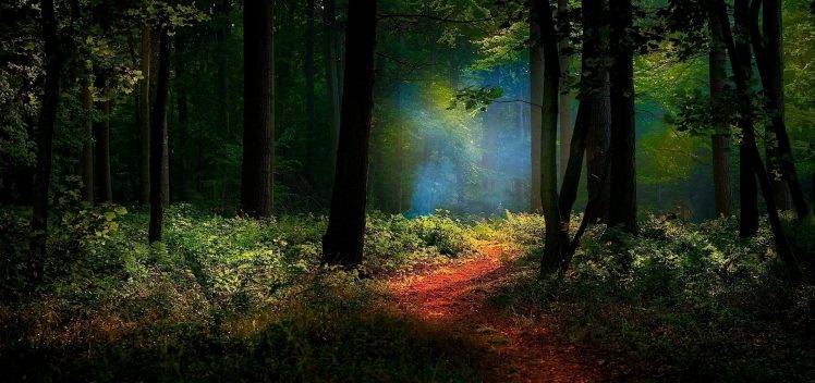 nature, Landscape, Path, Forest, Mist, Sunlight, Shrubs, Trees HD Wallpaper Desktop Background
