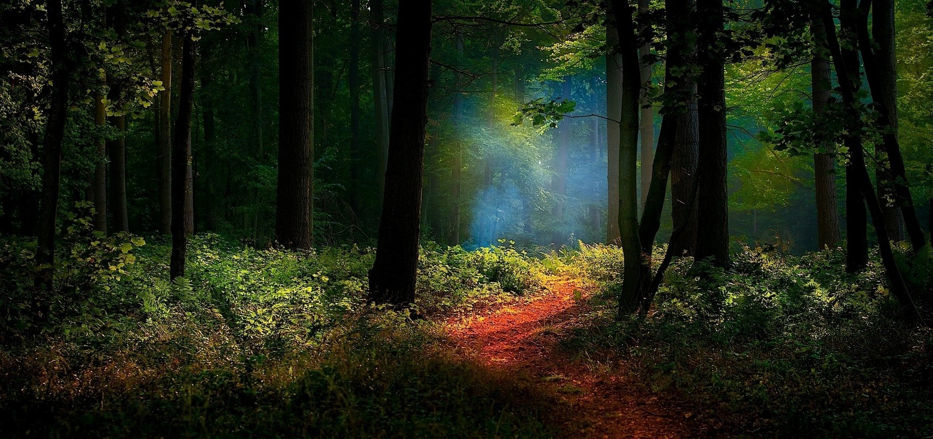 Nature Landscape Path Forest Mist Sunlight Shrubs Trees