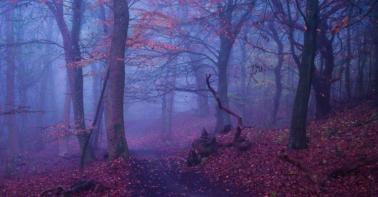 nature, Landscape, Forest, Path, Fall, Leaves, Morning, Trees, Tree Stump, Log HD Wallpaper Desktop Background