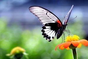butterfly, Insect, Animals, Nature, Wings, Flowers, Closeup, Macro