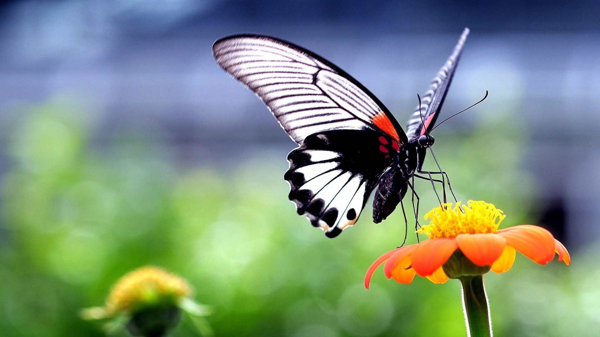butterfly, Insect, Animals, Nature, Wings, Flowers, Closeup, Macro Wallpaper