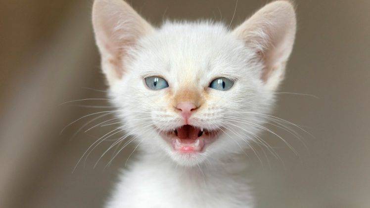 cat, Kittens, Nature, Animals, Baby Animals, Closeup, Feline, Blue Eyes, Open Mouth HD Wallpaper Desktop Background