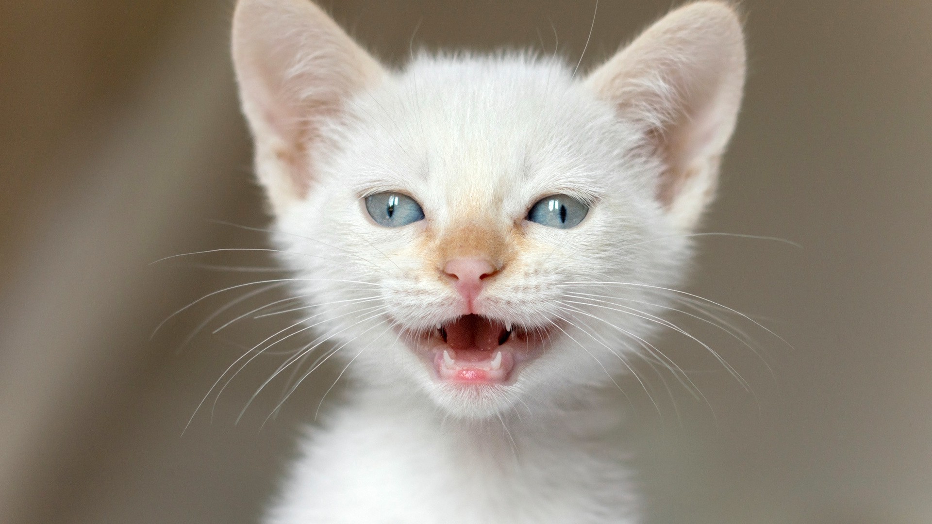 cat, Kittens, Nature, Animals, Baby Animals, Closeup, Feline, Blue Eyes, Open Mouth Wallpaper