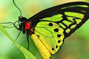 butterfly, Insect, Animals, Nature, Closeup, Macro, Leaves, Green