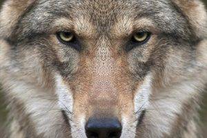 wolf, Animals, Nature, Closeup, Face