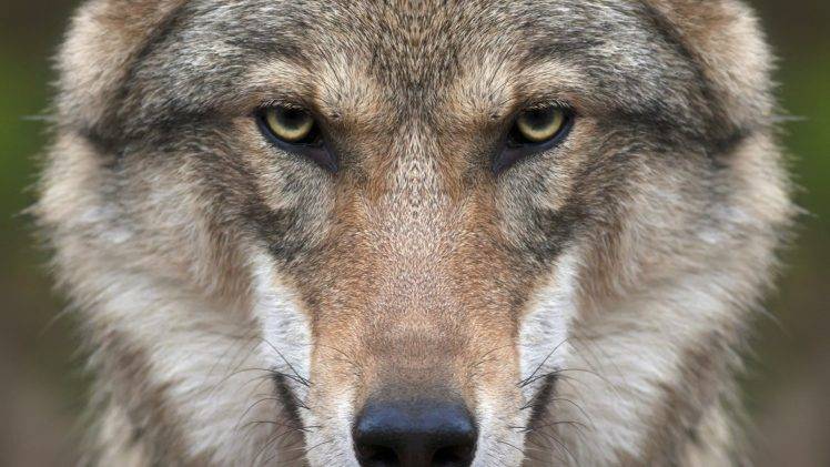 wolf, Animals, Nature, Closeup, Face HD Wallpaper Desktop Background