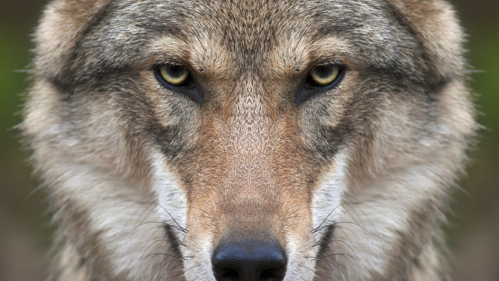 wolf, Animals, Nature, Closeup, Face Wallpaper